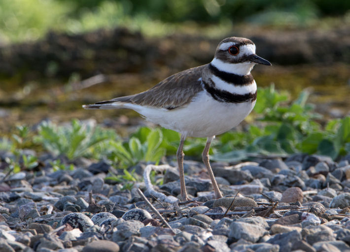 Killdeer with nest at the Merced National Wildlife Refuge