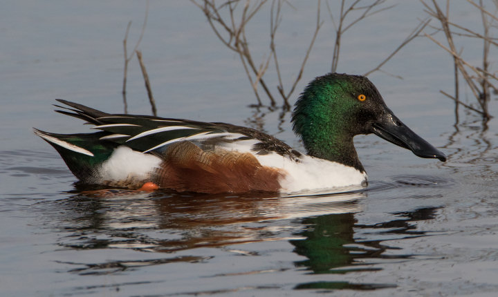 Male Northern Shoveler (Anas clypeata) at the Merced National Wildlife Refuge