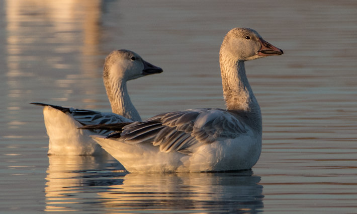 White Morph Snow Geese at the Merced National Wildlife Refuge