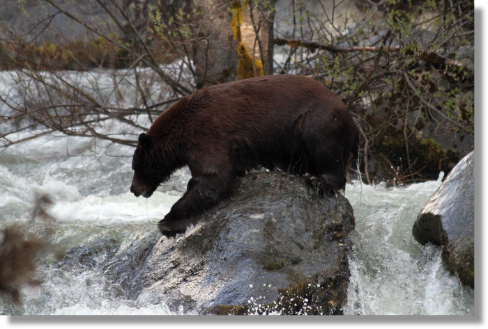 Black bear crossing Tuolumne River below Carlon Falls