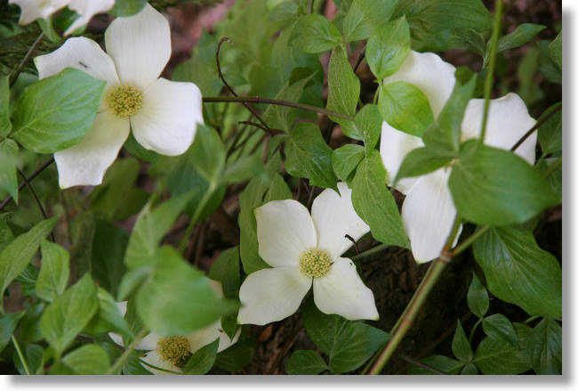 Dogwood Flowers, Lewis Creek Trail