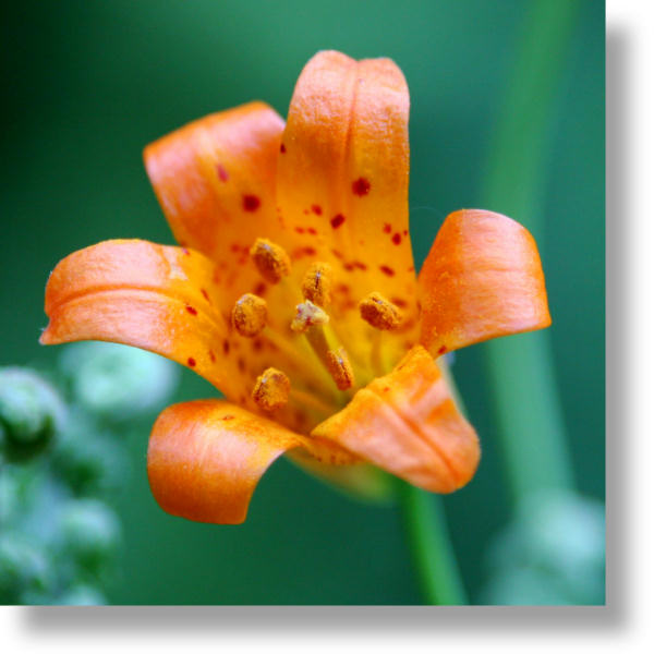 Tiger Lily Closeup