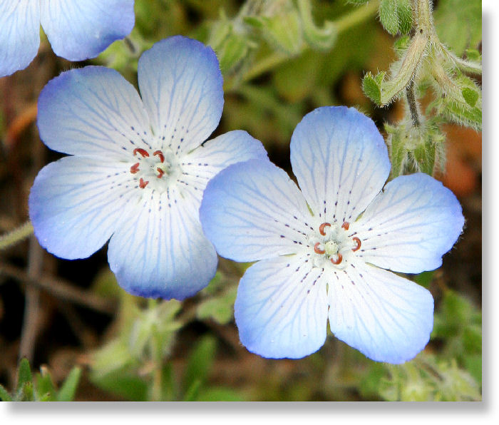 Two Baby Blue Eye Blooms, Closeup View