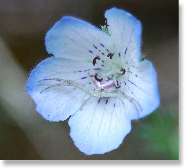 baby blue eyes flower with spider menacing all comers