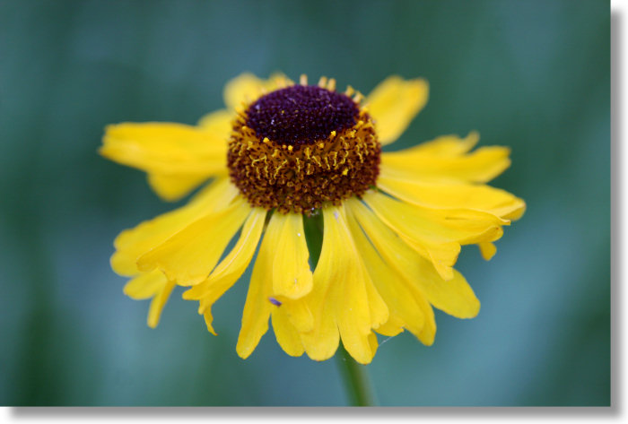 Bigelow's Sneezeweed (Helenium bigelovii), closeup view