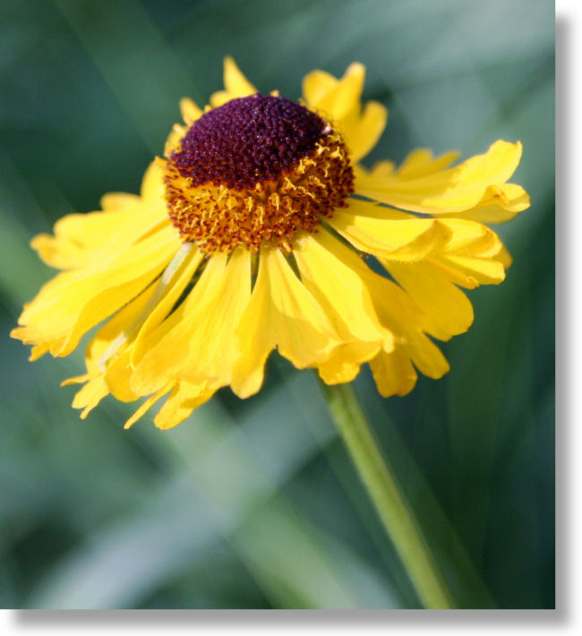 Bigelow's Sneezeweed (Helenium bigelovii) blooming in the sun