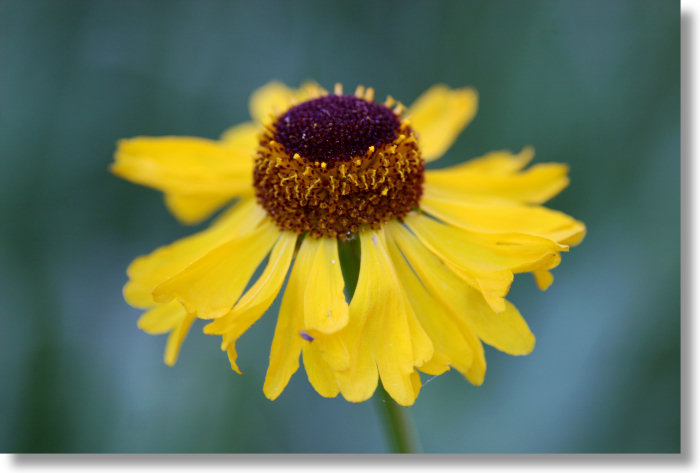 Bigelow's Sneezeweed in bloom, Westfall Meadows Trail, Yosemite National Park, July 2007