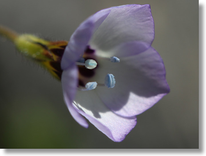 Bird's Eyes (Gilia tricolor) flower closeup