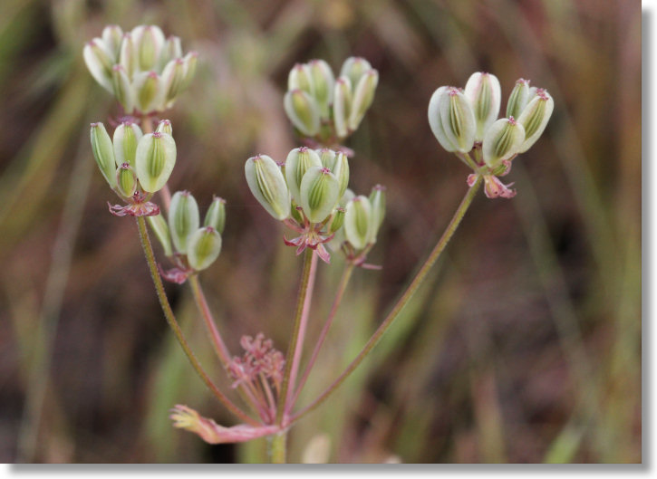 Bladder Parsnip (Lomatium utriculatum) fruit