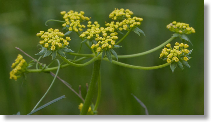 Bladder Parsnip (Lomatium utriculatum) flowers