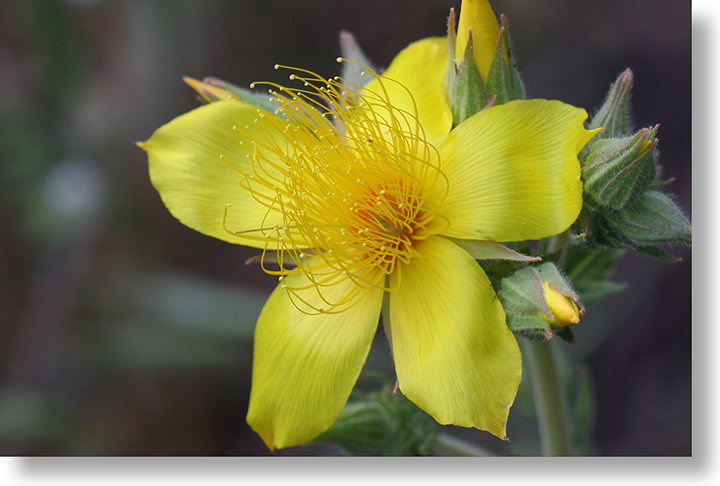 A single Blazing Star (Mentzelia crocea) flower on the Hite Cove trail
