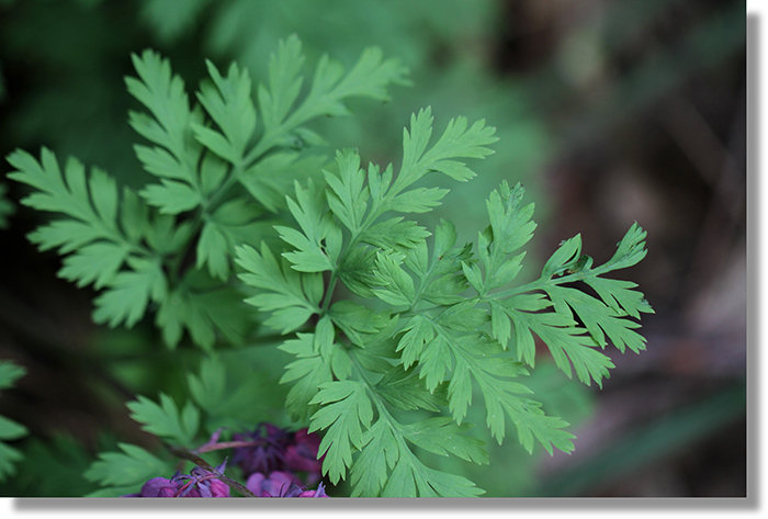 Bleeding Heart (Dicentra formosa) leaves