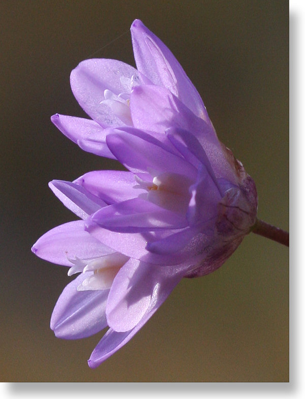 Blue Dicks flowers profile closeup