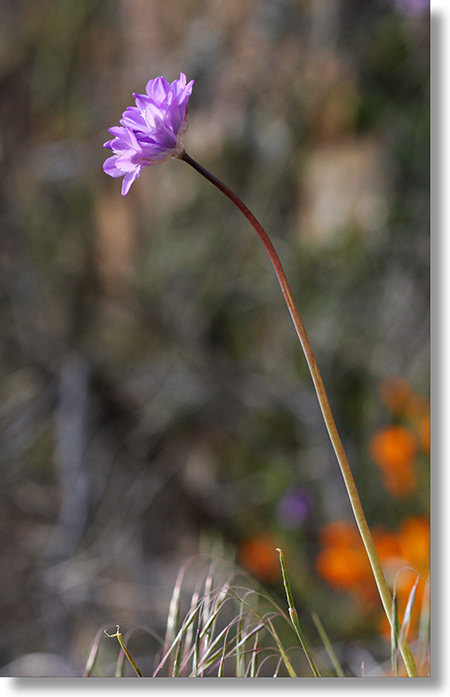 Long-stemmed Blue Dicks growing along the Hite Cove trail