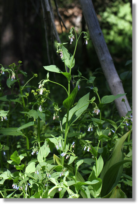 Mountain Bluebells (Mertensia ciliata) plant in bloom