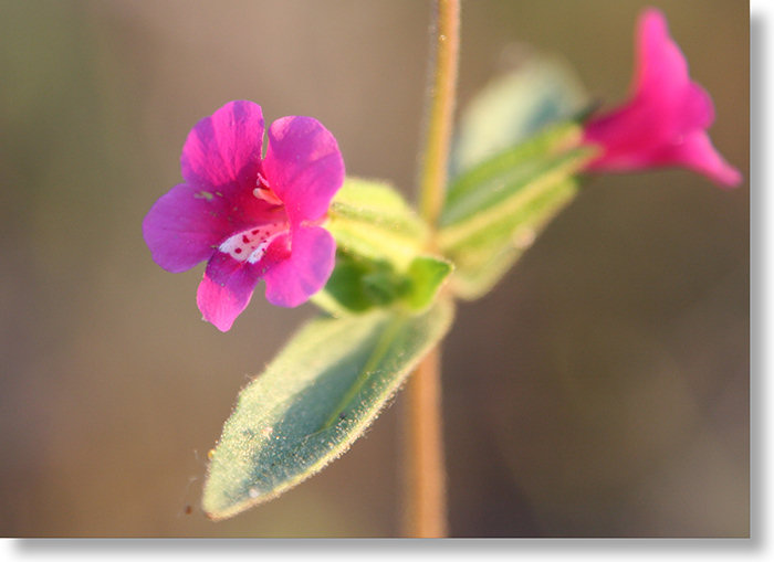 Bolander's Monkeyflower (Mimulus bolanderi) flower at sunset, Sierra foothills