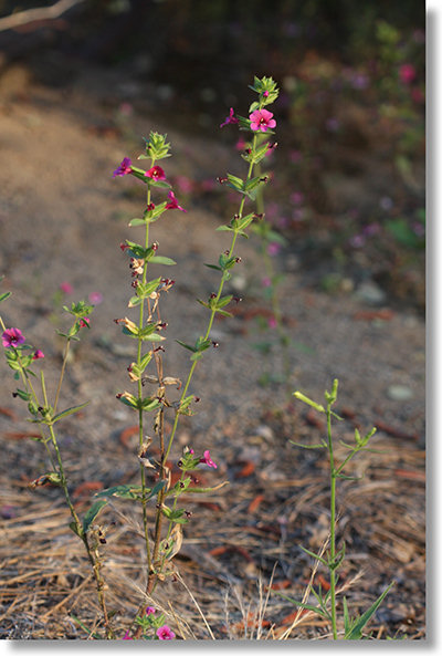 Bolander's Monkeyflower (Mimulus bolanderi) plants blooming in the Sierra foothills
