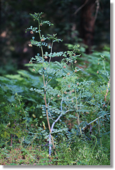 Broad-Leaved Lotus (Hosackia crassifolia var. crassifolia)