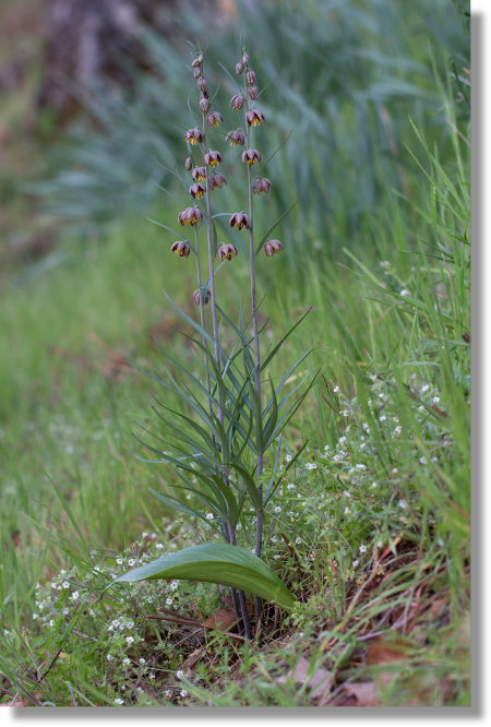 Brown Bells (Fritillaria micrantha) plants