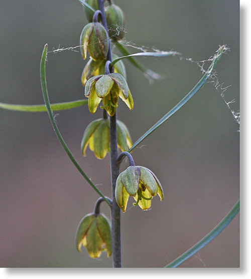 Brown Bells (Fritillaria micrantha) flowers