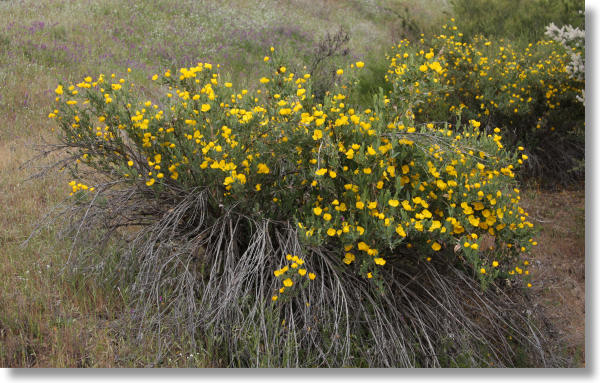 Bush Poppy (Dendromecon rigida) shrub with dozens of flowers
