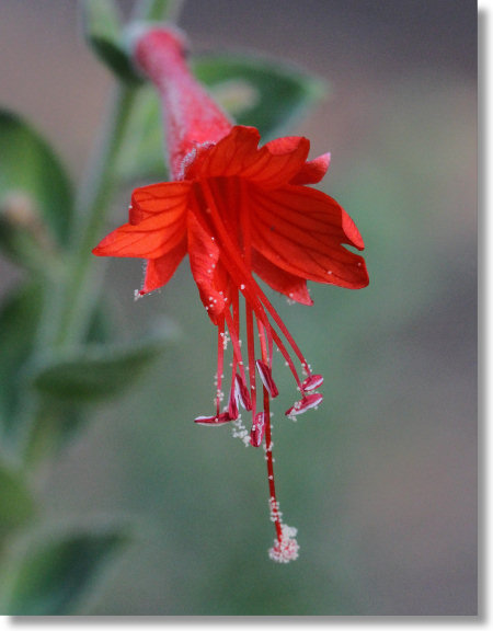 California Fuchsia (Epilobium canum) in Wawona area of Yosemite Park