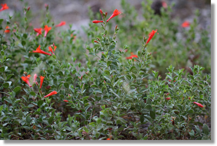 California Fuchsia (Epilobium canum) in Wawona area of Yosemite Park