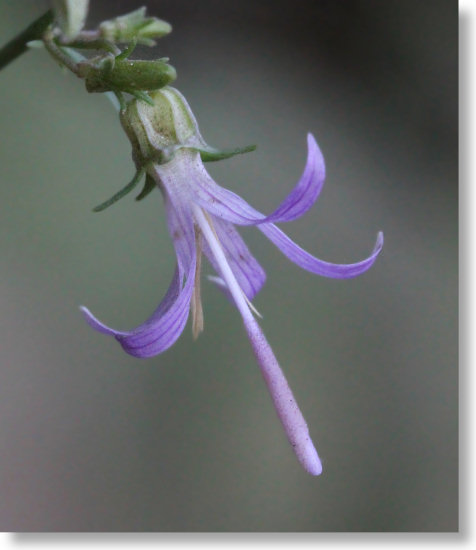 California Harebell (Asyneuma Prenanthoids)