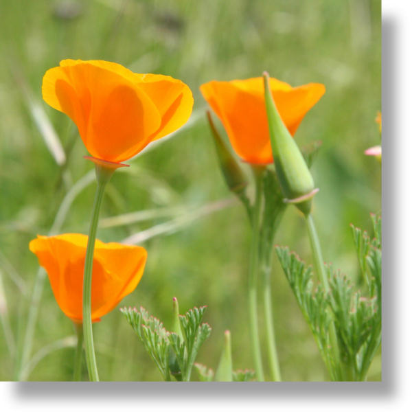 California Poppy blooms and buds