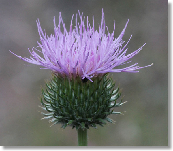 California Thistle (Cirsium occidentale var. californicum) blooming along the Hite Cove trail outside Yosemite