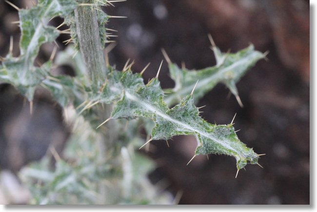 California Thistle (Cirsium occidentale var. californicum) leaves