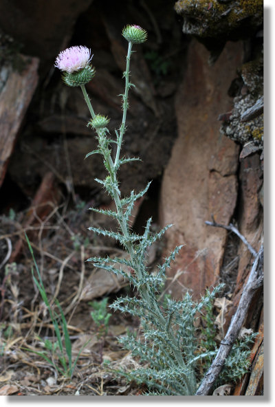 California Thistle (Cirsium occidentale var. californicum) along the Hite Cove trail