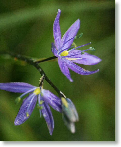 Camas Lily blooming in Summit Meadow, Yosemite National Park