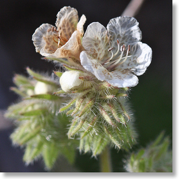 Caterpillar Phacelia (Phacelia cicutaria var. cicutaria) flowers along the Hite Cove Trail