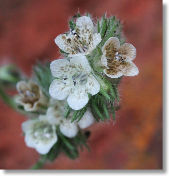 Caterpillar Phacelia (Phacelia cicutaria var. cicutaria) flowers