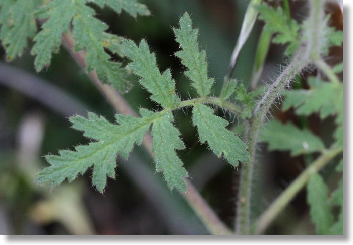 Caterpillar Phacelia (Phacelia cicutaria var. cicutaria) leaves