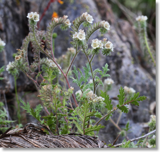 Caterpillar Phacelia (Phacelia cicutaria var. cicutaria)