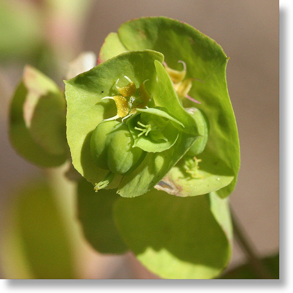 Chinese Caps (Euphorbia crenulata) flowers