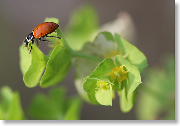 Chinese Caps (Euphorbia crenulata) flowers posing with ladybug