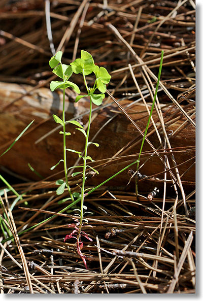 Chinese Caps (Euphorbia crenulata) plants in Wawona Meadow, Yosemite National Park