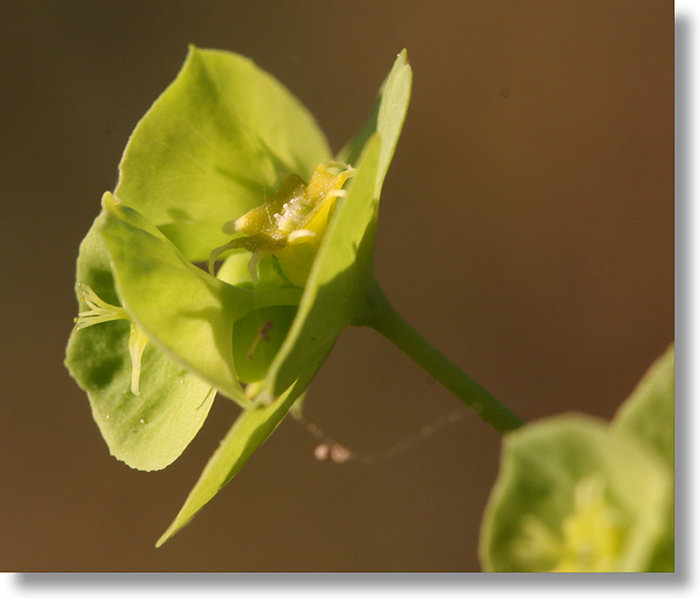 Chinese Caps (Euphorbia crenulata) Profile Closeup