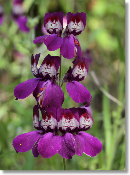 Chinese Houses (Collinsia heterophylla)