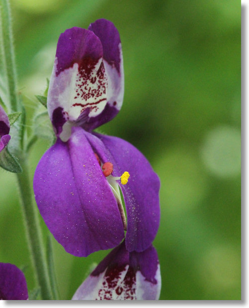 Chinese Houses (Collinsia heterophylla)