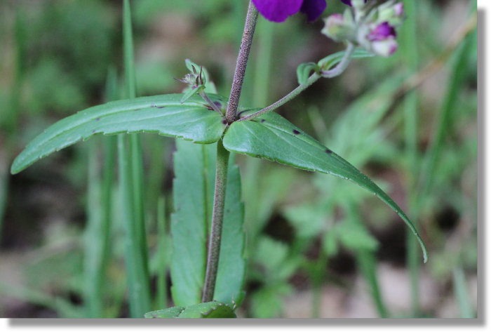 Chinese Houses (Collinsia heterophylla) leaves