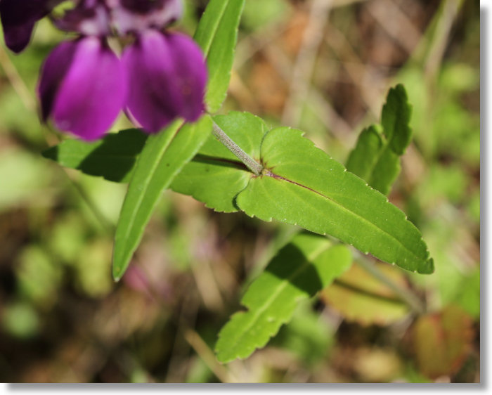 Chinese Houses (Collinsia heterophylla) leaves