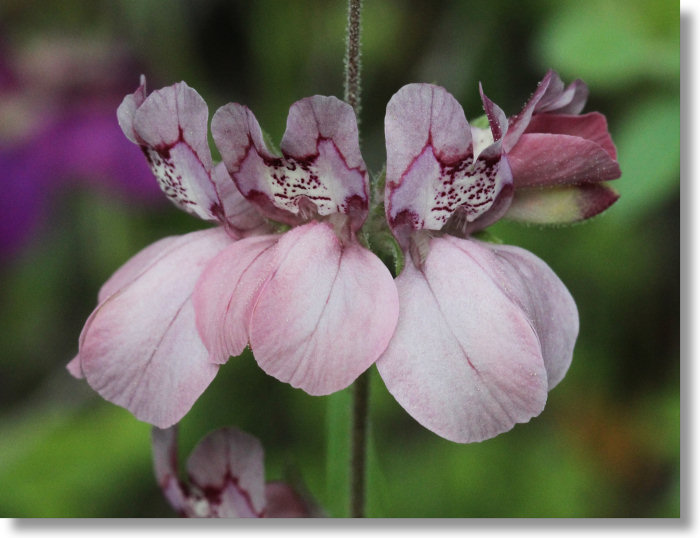 Chinese Houses (Collinsia heterophylla)