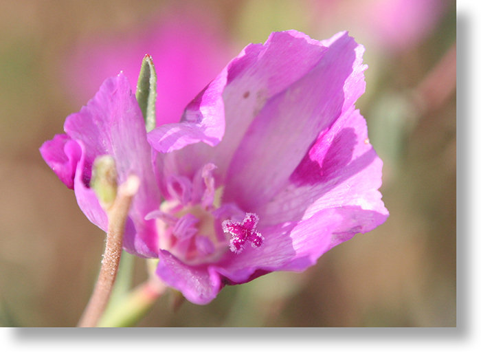 Top-down view of a clarkia (Clarkia williamsonii) flower