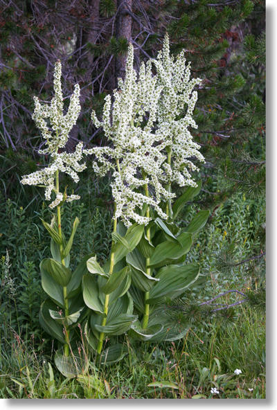 Flowering Corn Lily Plants, Westfall Meadow