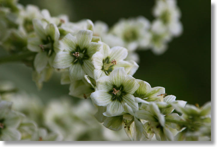 Closeup view of corn lily flowers in Westfall Meadow