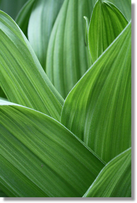 Corn Lily (Veratrum californicum) leaves